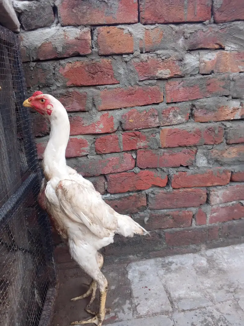 shamo male long hight full active for sale WhatsApp number 03416852769 — photo 5