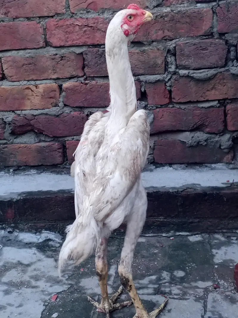 shamo male long hight full active for sale WhatsApp number 03416852769 — photo 6
