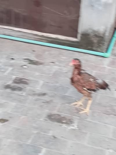 Desi misri Male Desi Aseel cross female