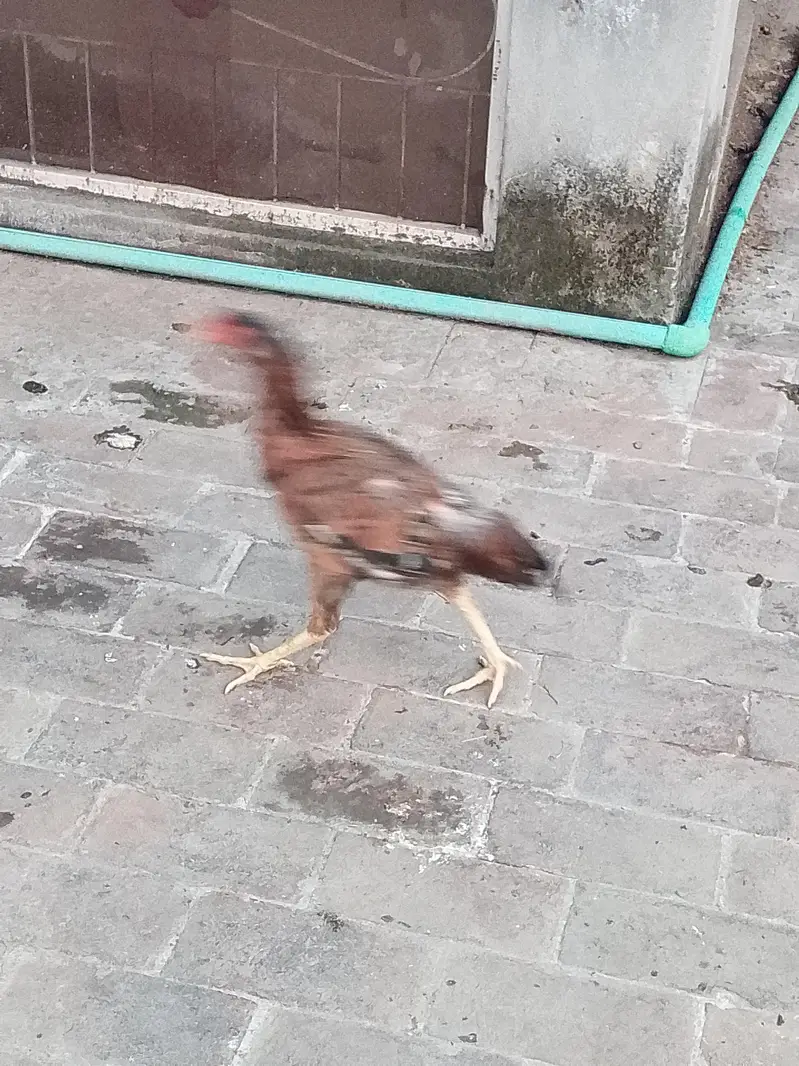 Desi misri Male Desi Aseel cross female — photo 3