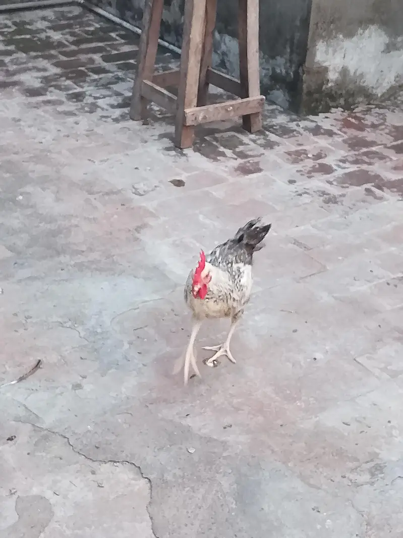 Desi misri Male Desi Aseel cross female — photo 7
