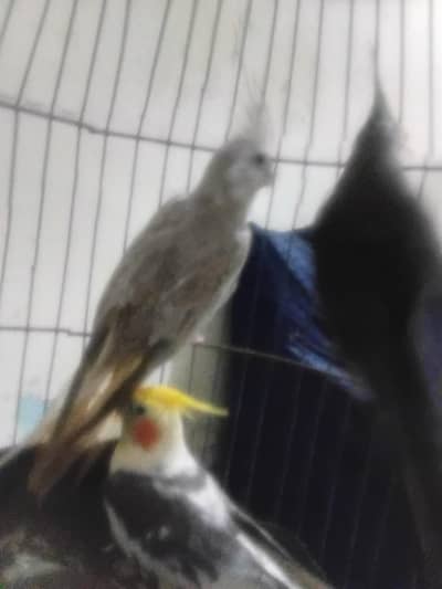 eno parrot, pite parrot 03039576668