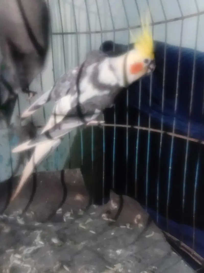 eno parrot, pite parrot 03039576668 — photo 3