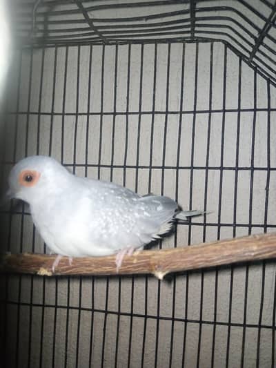 diomand dove breeder pair