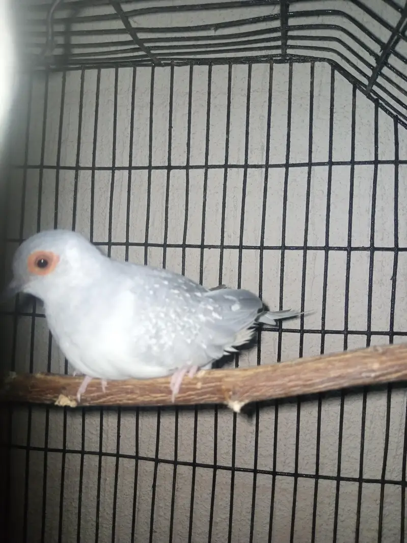 diomand dove and budgie breeder pair