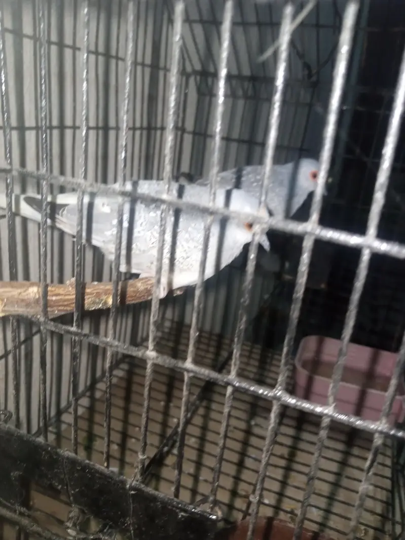 diomand dove and budgie breeder pair — photo 2