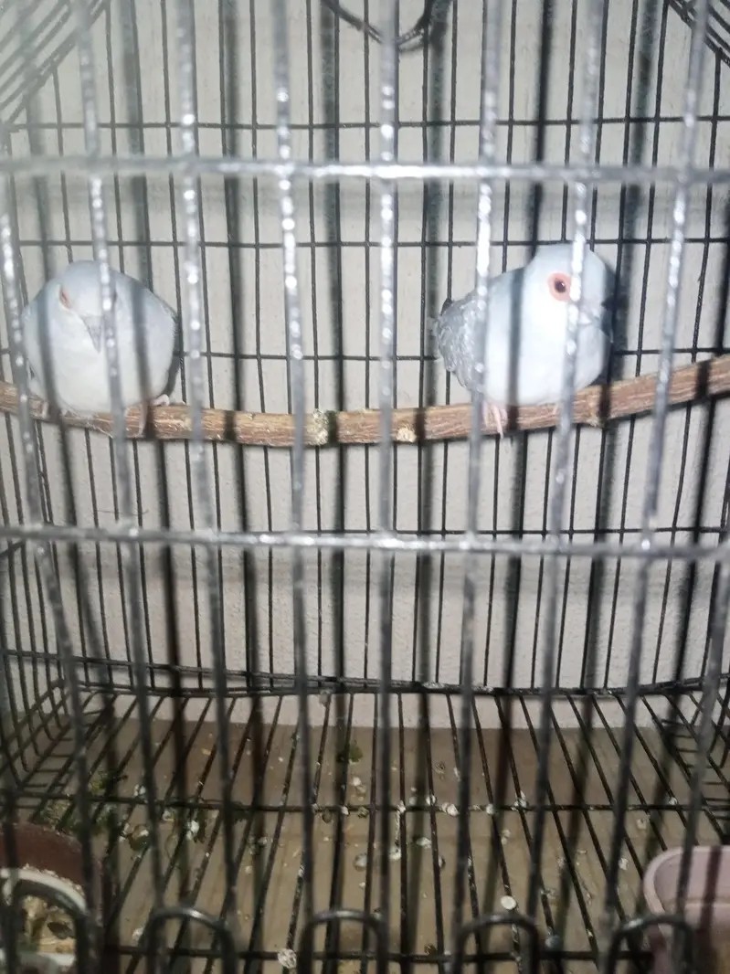 diomand dove and budgie breeder pair — photo 3
