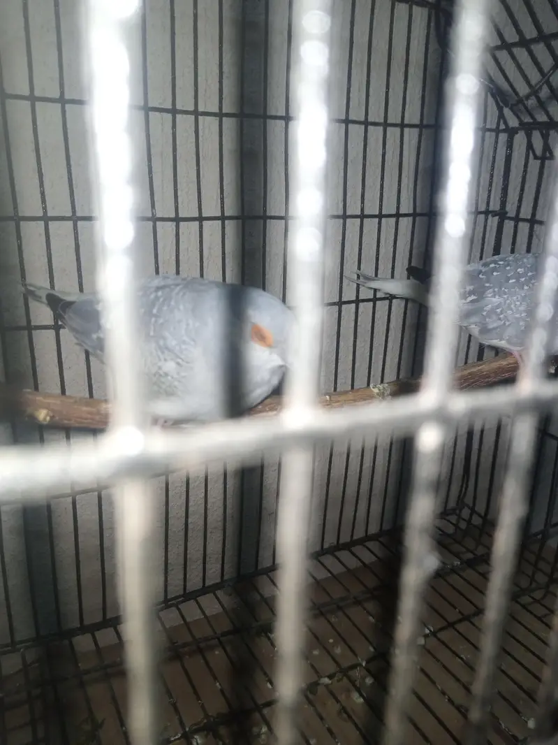 diomand dove and budgie breeder pair — photo 4