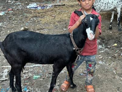 Gaban bakri