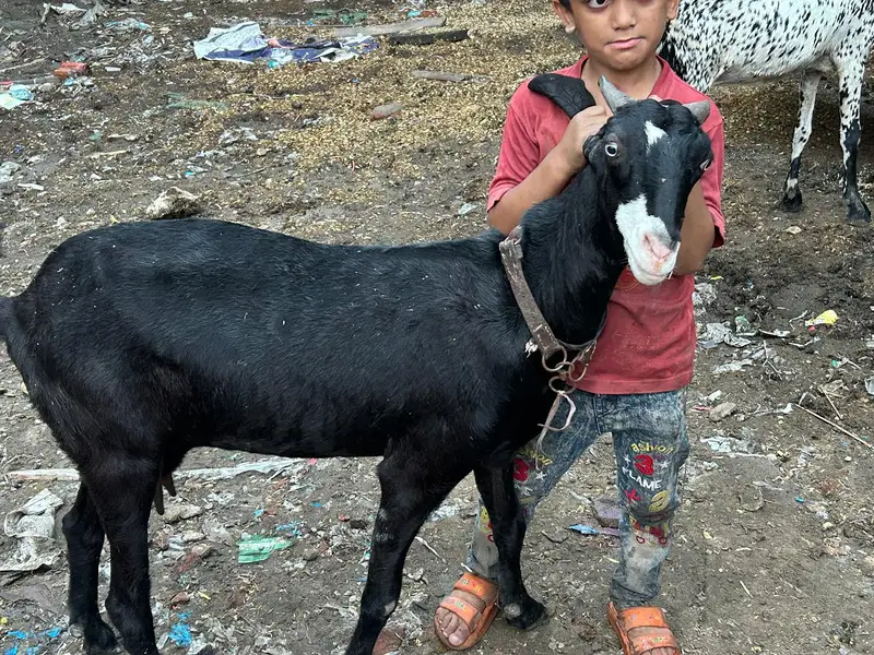 Gaban bakri — photo 2