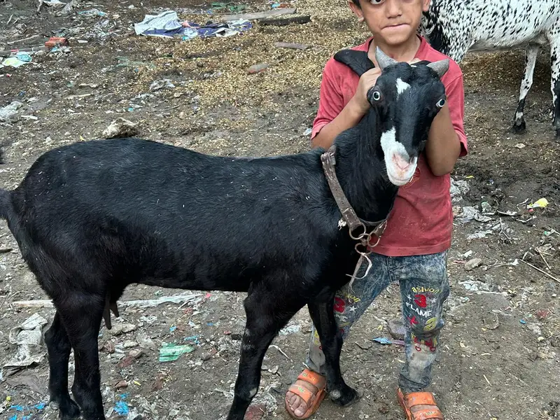 Gaban bakri — photo 3