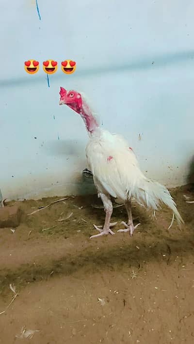 Mashallah pure Heera aseel Murga 3no men sy ik for sale