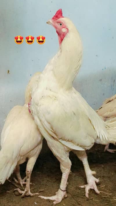 Mashallah pure Heera aseel Murga 3no men sy ik for sale