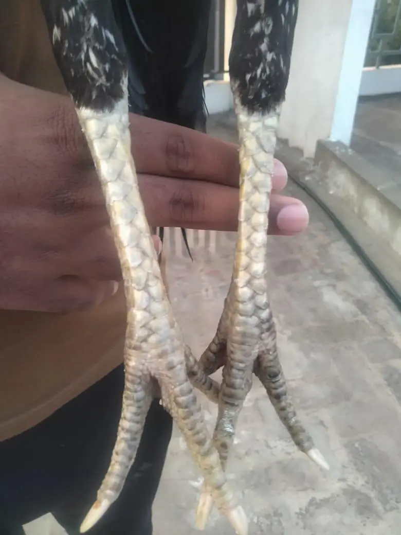 jawa patha — photo 3