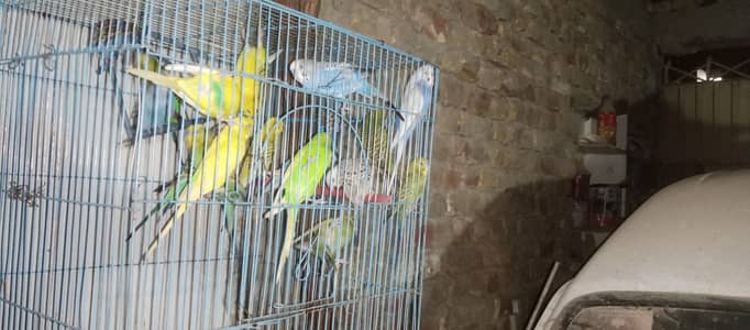 Australia parrot