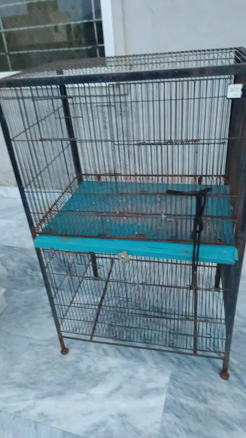 Pigeon/Chick's Iron Cage — photo 3