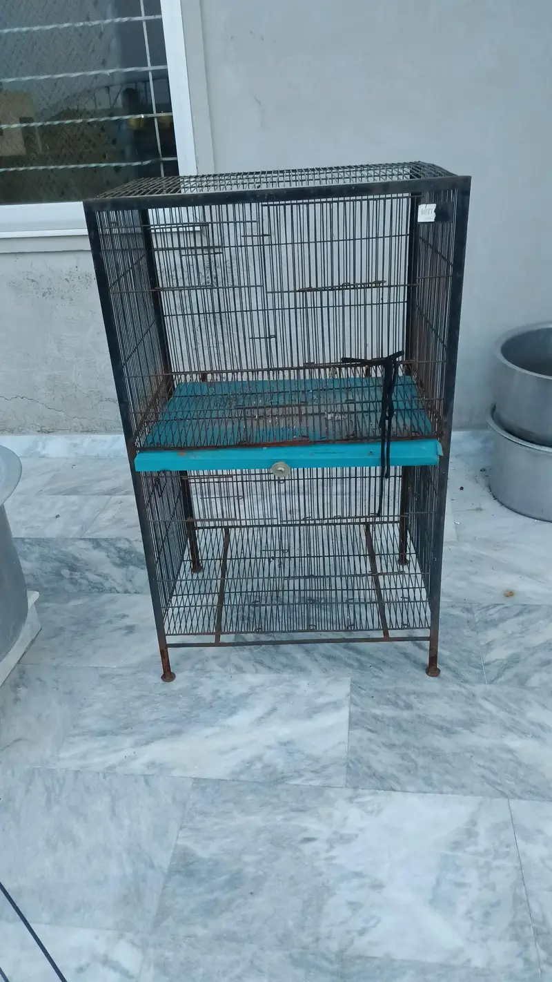 Pigeon/Chick's Iron Cage — photo 4