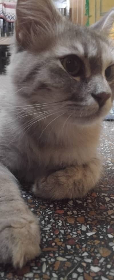 Cat for you