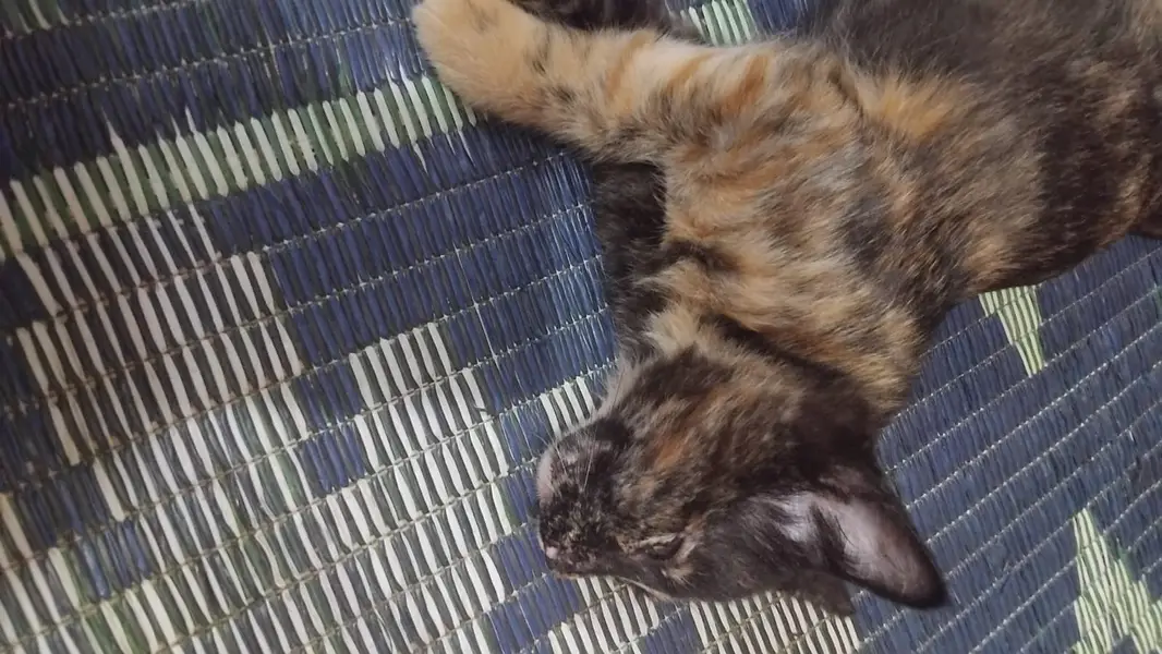 Cat for you — photo 2