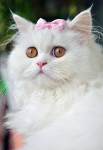 Persian white fluffy beautiful cat