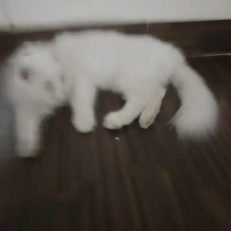 Persian white fluffy beautiful cat — photo 2