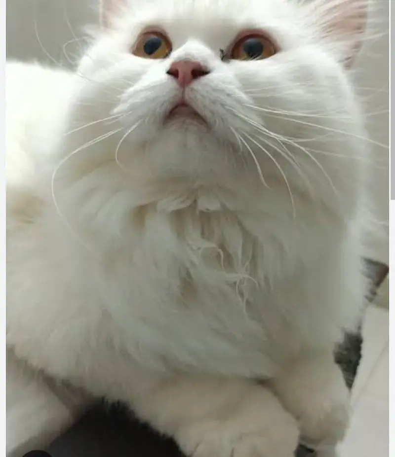 Persian white fluffy beautiful cat — photo 3