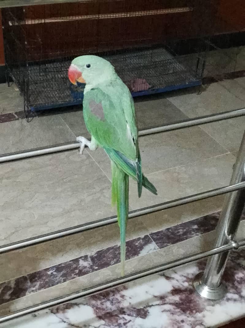 Raw  parrot 1