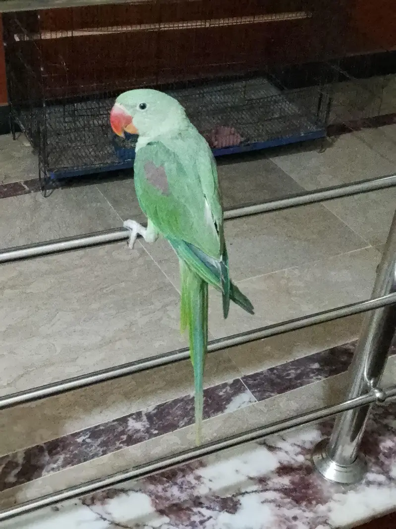 Raw  parrot — photo 2