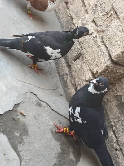 Black jogiya 03234548119