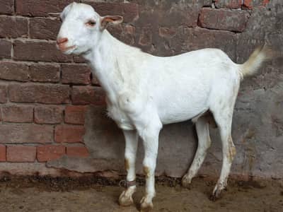 gulabi teda breader male watsaap number 03244649862