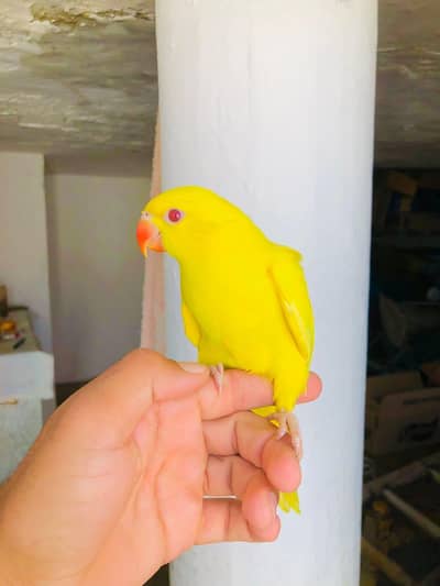 yellow parrot pair