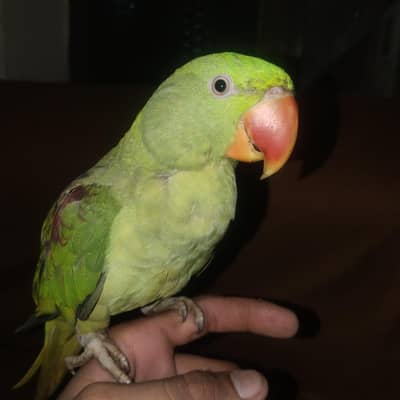 raw parrot