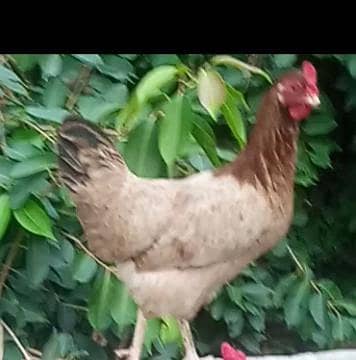 Australorp  WhatsApp 03105018400 2 hen