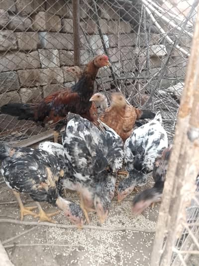 Aseel chicks for sale