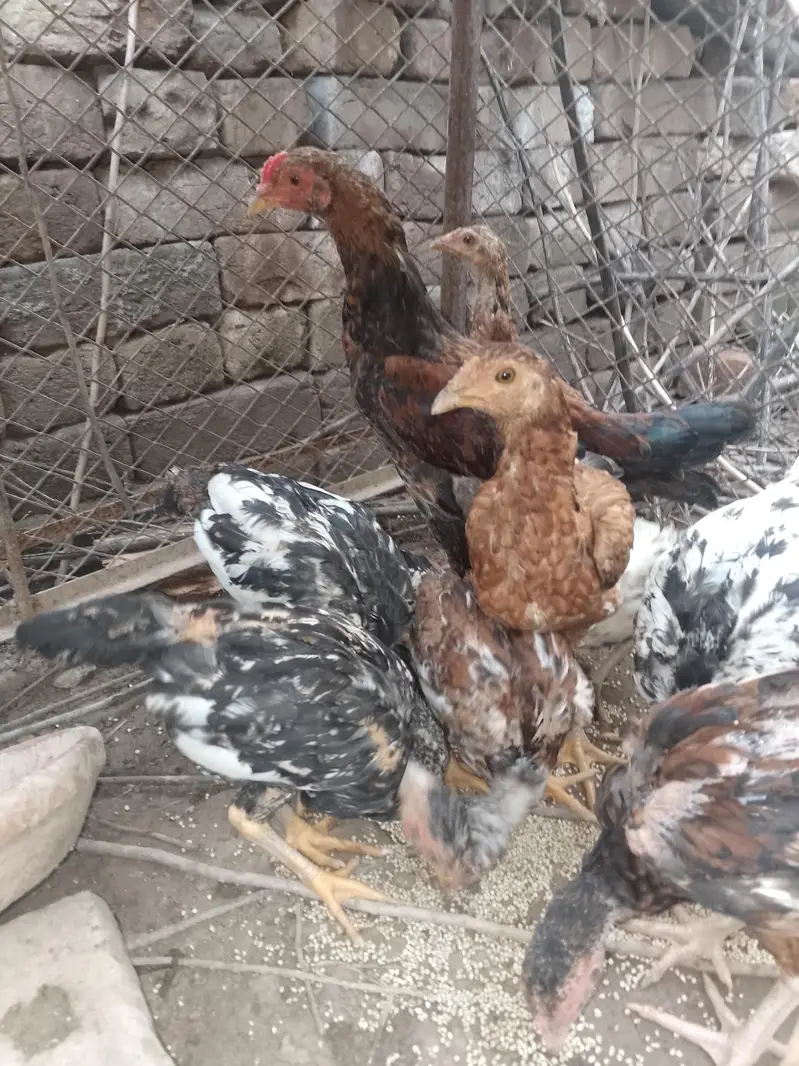 Aseel chicks for sale — photo 2