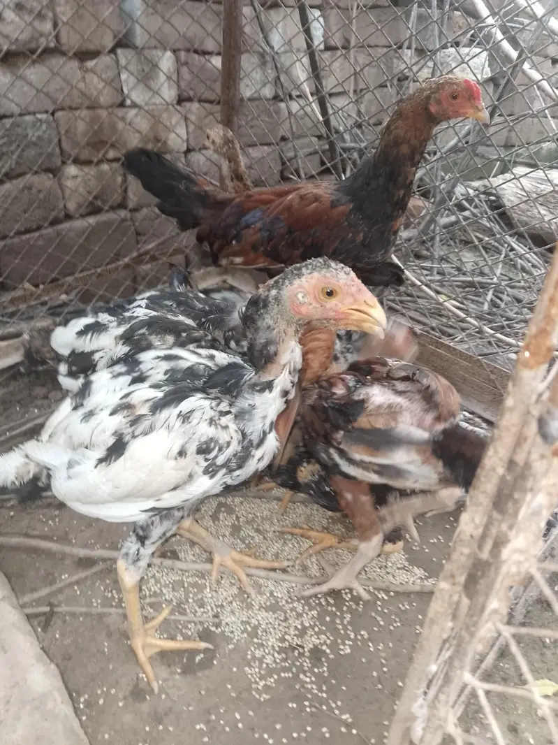 Aseel chicks for sale — photo 3