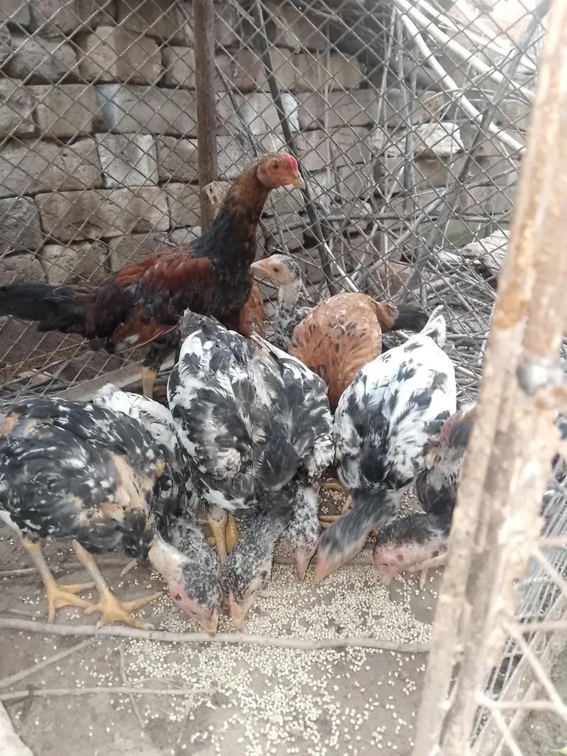 Aseel chicks for sale — photo 4