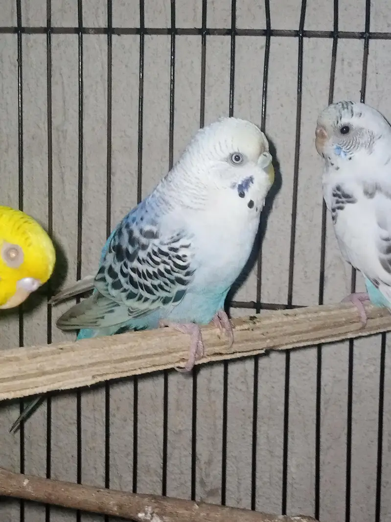 diomand dove and budgie breeder pair — photo 5