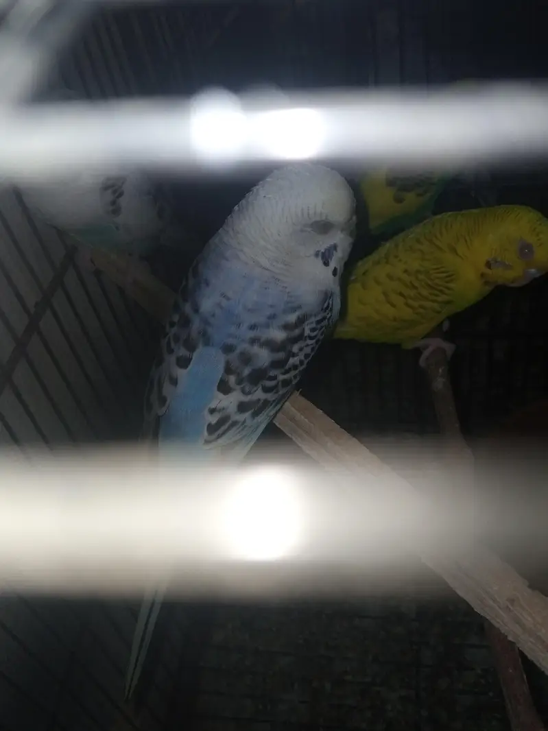 diomand dove and budgie breeder pair — photo 6