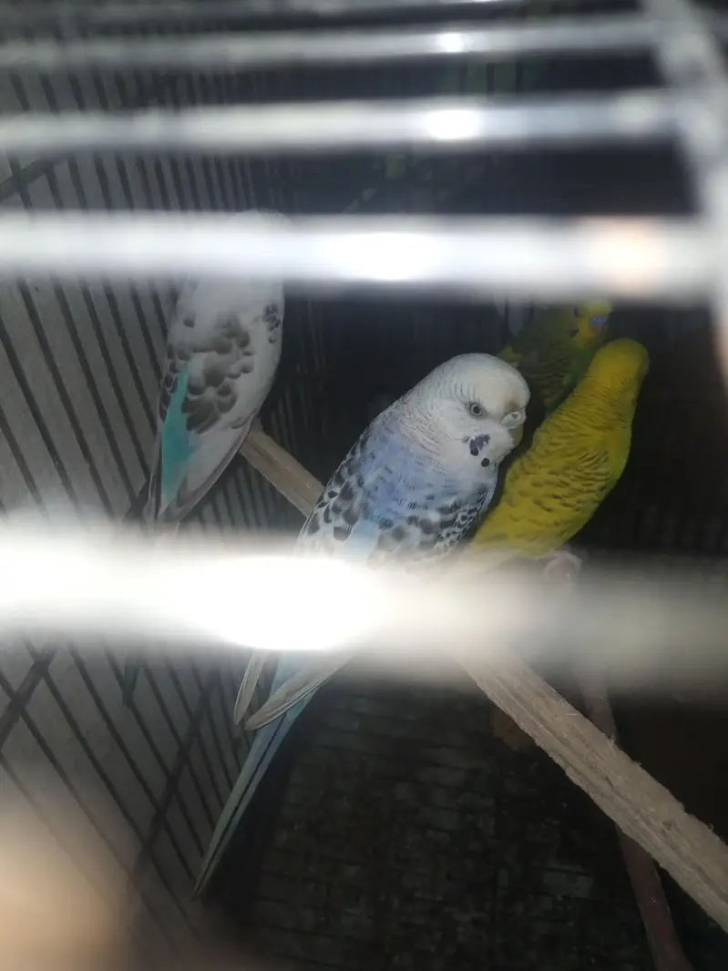 diomand dove and budgie breeder pair — photo 7