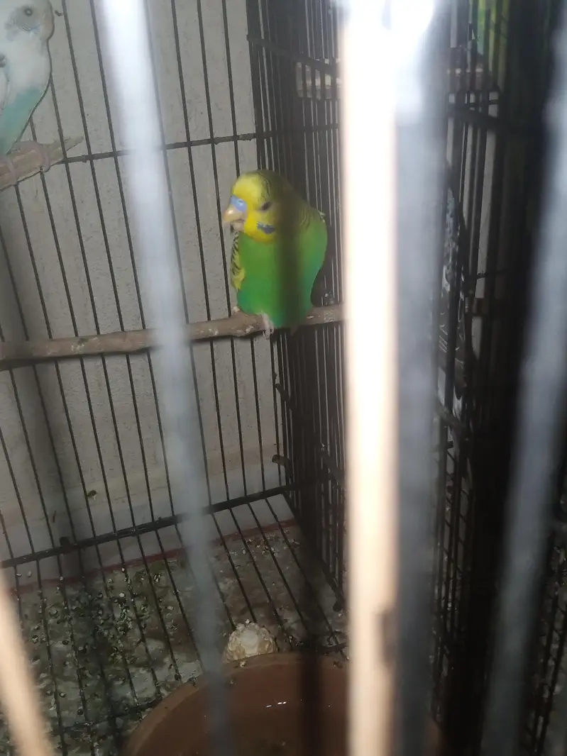 diomand dove and budgie breeder pair — photo 8