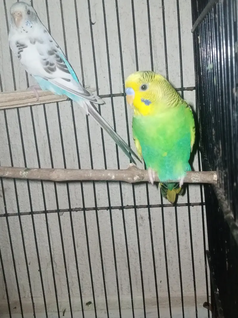 diomand dove and budgie breeder pair — photo 9