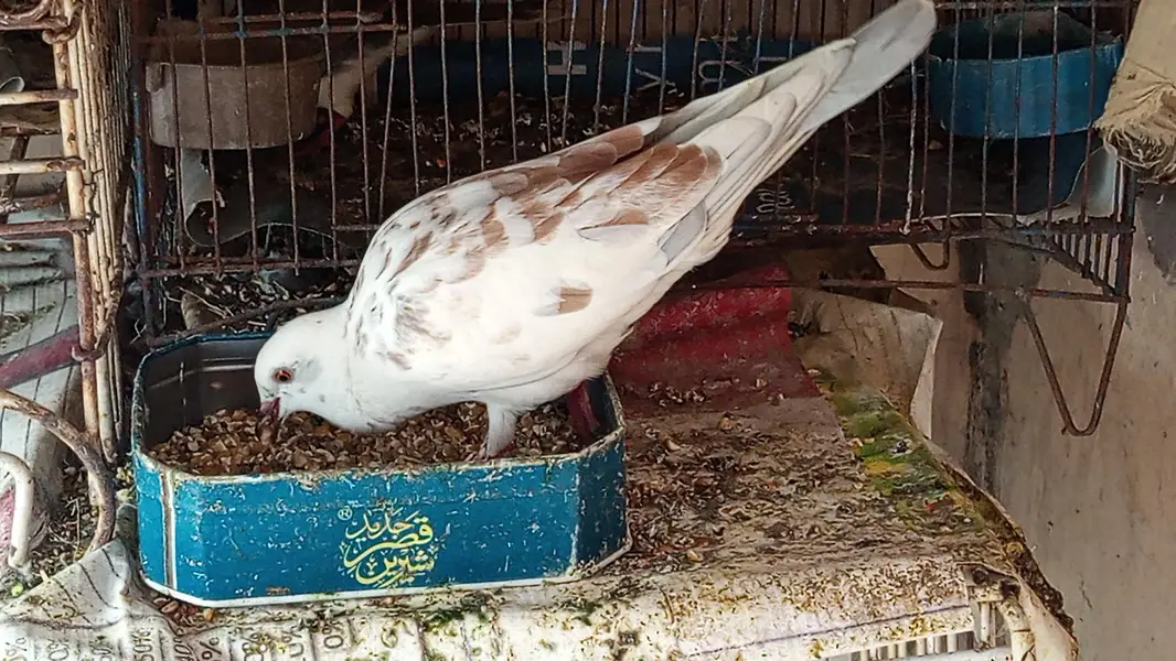 F1 Hybrid Pegion Males — photo 3