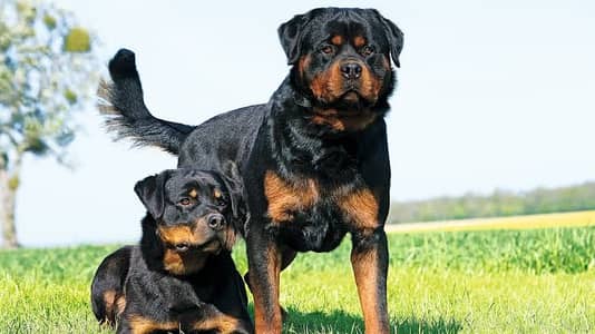 Pedigree rottweiler male female both available