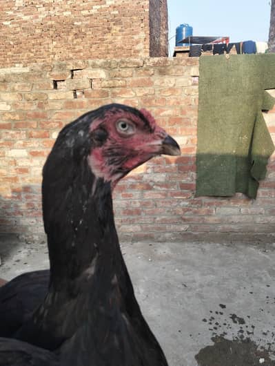 Aseel Hen