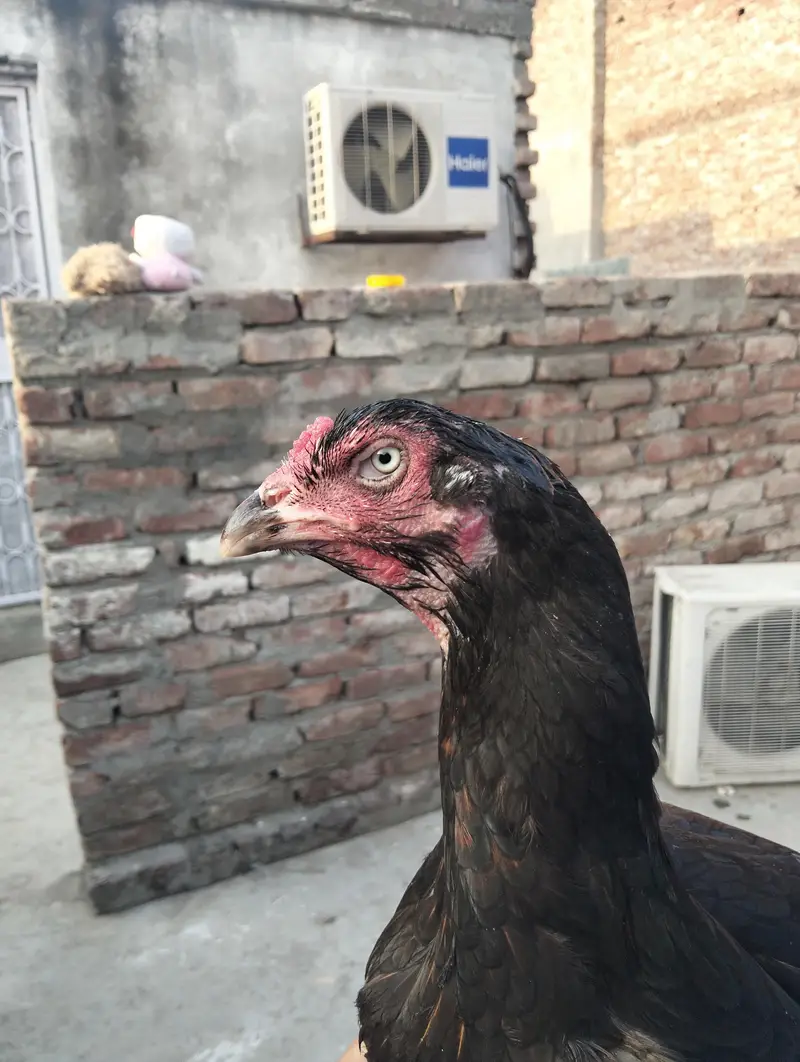 Aseel Hen — photo 2