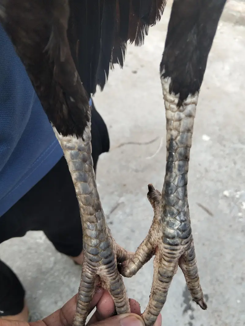 Aseel Hen — photo 3