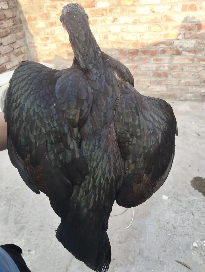 Aseel Hen — photo 5