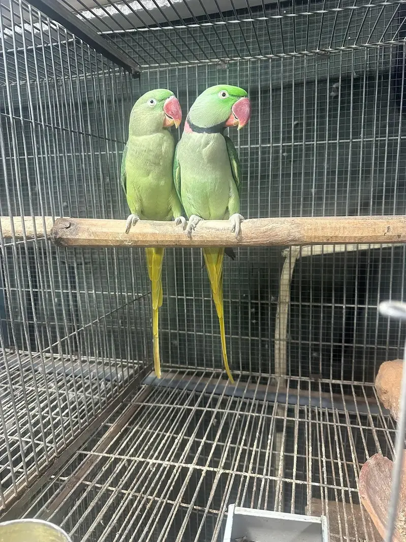 raw parrot pair — photo 2