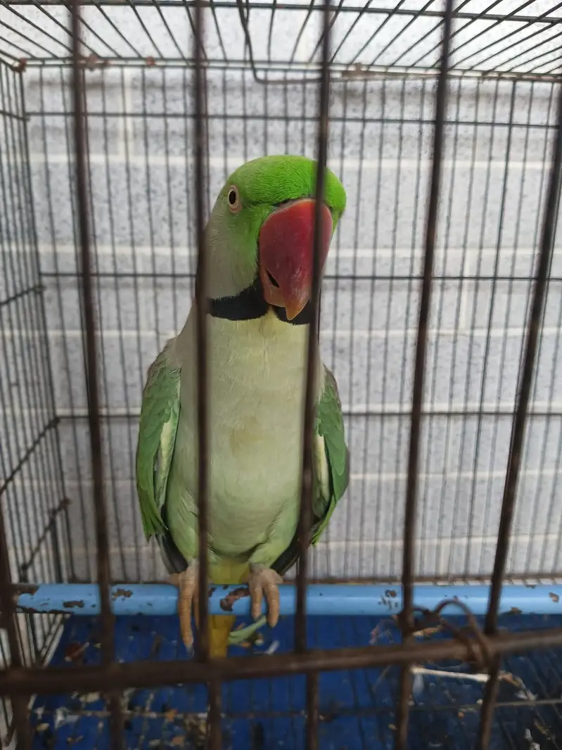 raw parrot pair — photo 4